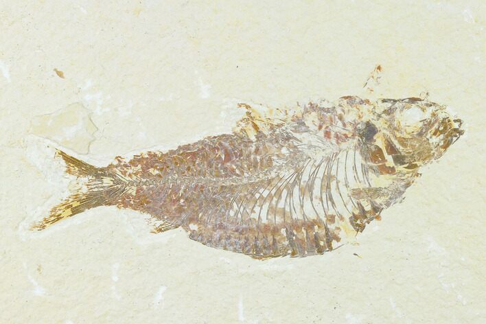 Fossil Fish (Knightia) - Wyoming #149820